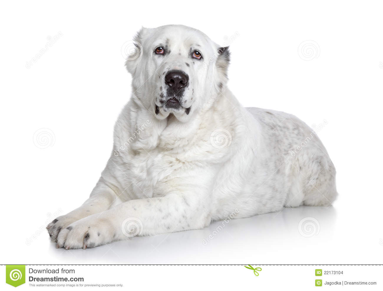 Central Asian Shepherd Dog Royalty Free Stock Images.