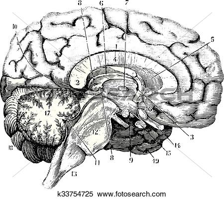 Clipart of Middle and anterior.