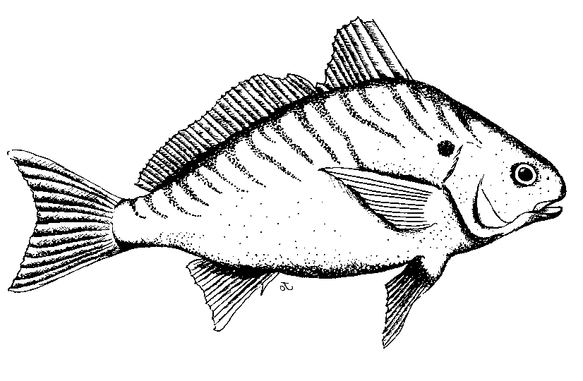 milkfish clipart.