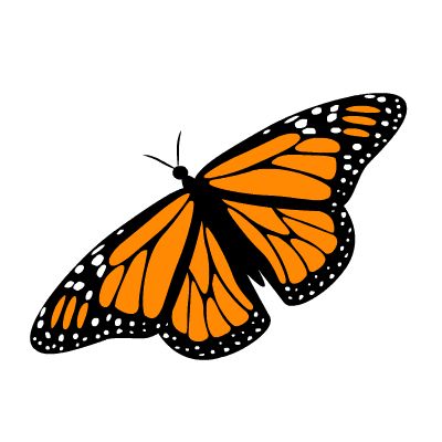 1000+ images about Monarch Butterflies and caterpillars on.