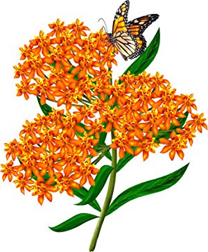 Amazon.com : Package of 100 Seeds, Butterfly Milkweed / Monarch.