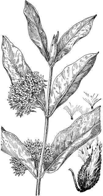 Common Milkweed.