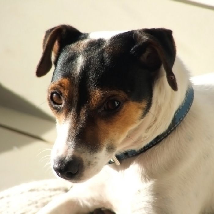 1000+ images about English Pointer , Fox Terrier (Smooth.