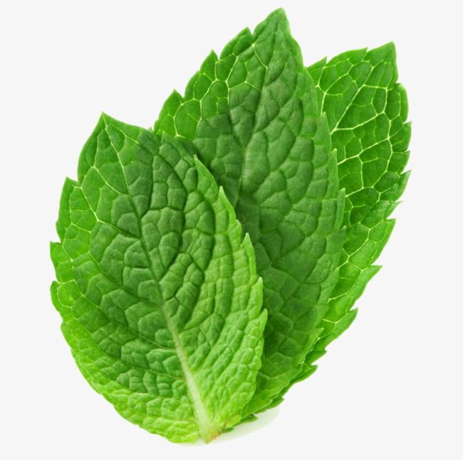 Three Mint Leaves PNG, Clipart, Chewing, Green, Gum, Leaves.