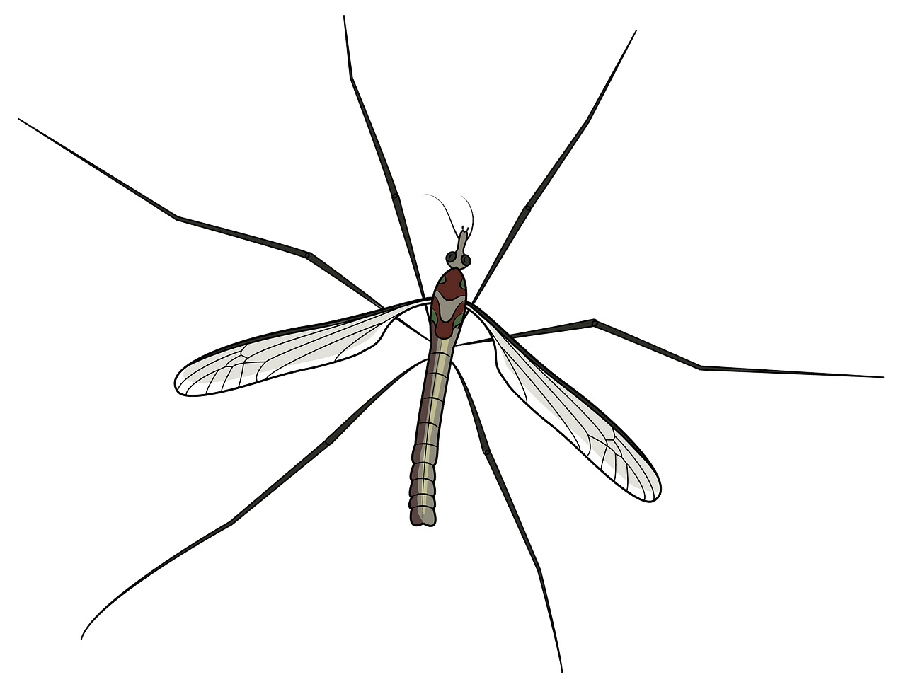 Mosquito clipart. Free download..