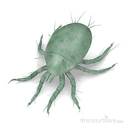 Mites clipart 20 free Cliparts | Download images on Clipground 2021