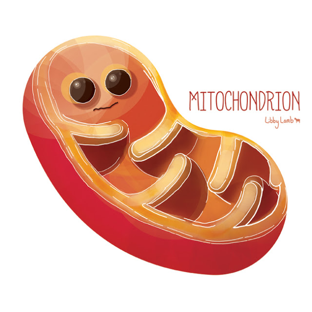Free Mitochondria Cliparts, Download Free Clip Art, Free.