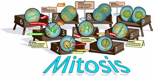 Mitosis clipart 20 free Cliparts | Download images on Clipground 2022