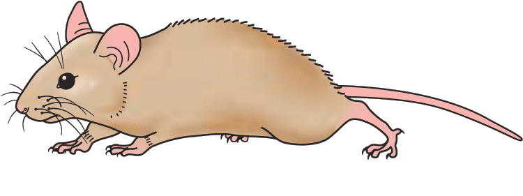Mouse clipart png.