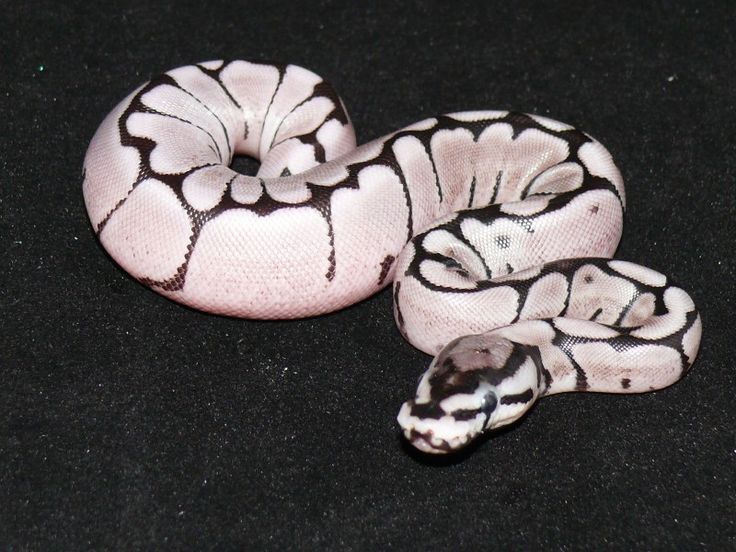 1000+ images about The ball python on Pinterest.