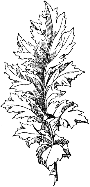 Leaf of Akanthos Mollis.