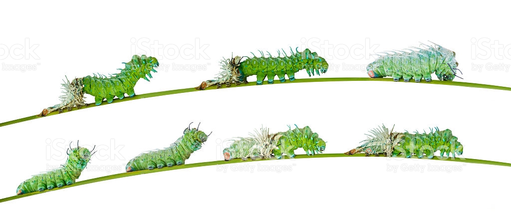 Isolated Molting Caterpillar Of Atlas Butterfly stock photo.