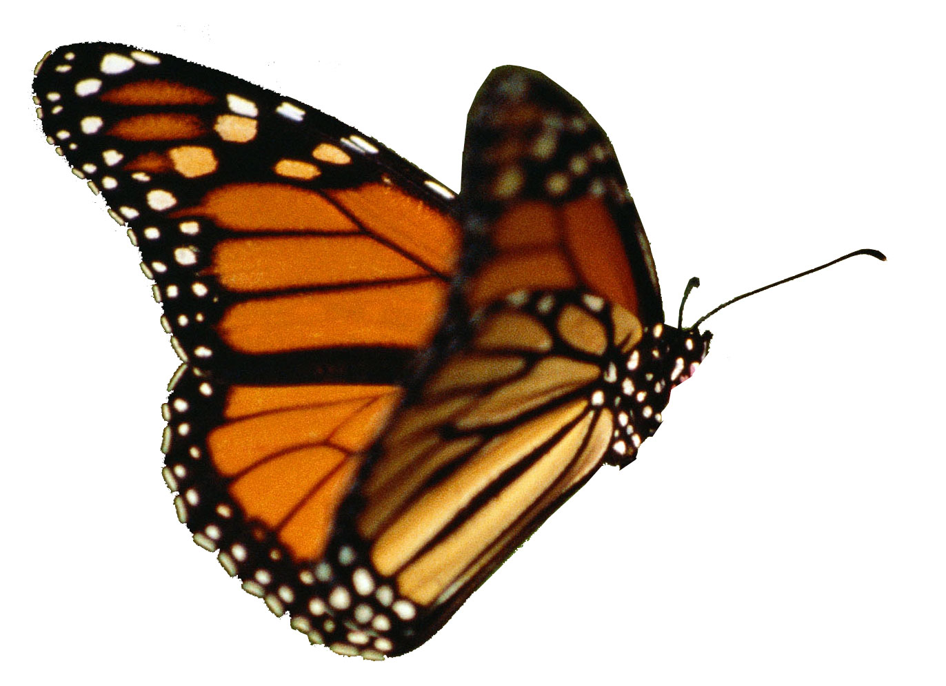 Realistic Butterfly Clipart 20 Free Cliparts Download Images On