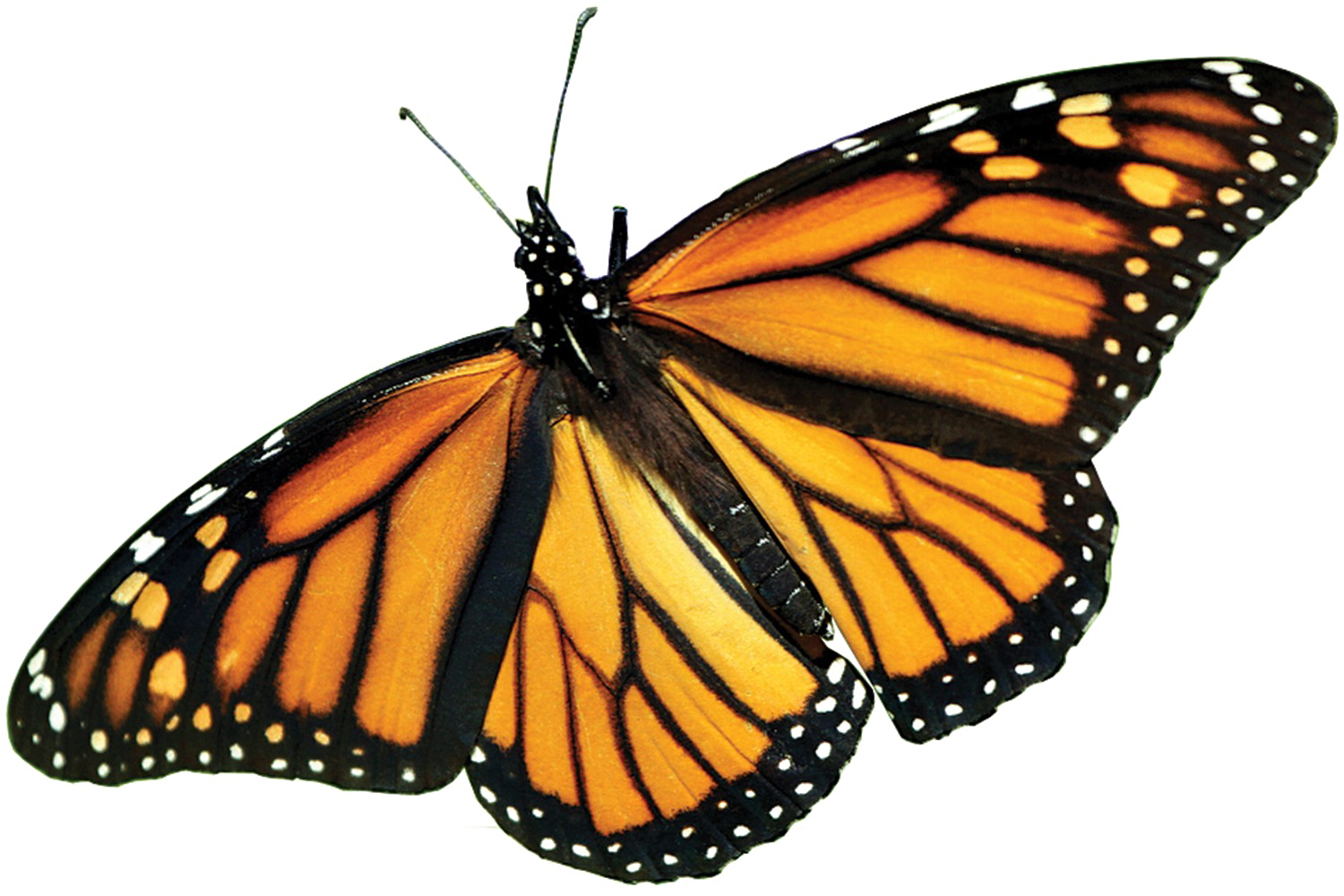 Monarch Butterfly Png 10 Free Cliparts Download Images On Clipground 2023