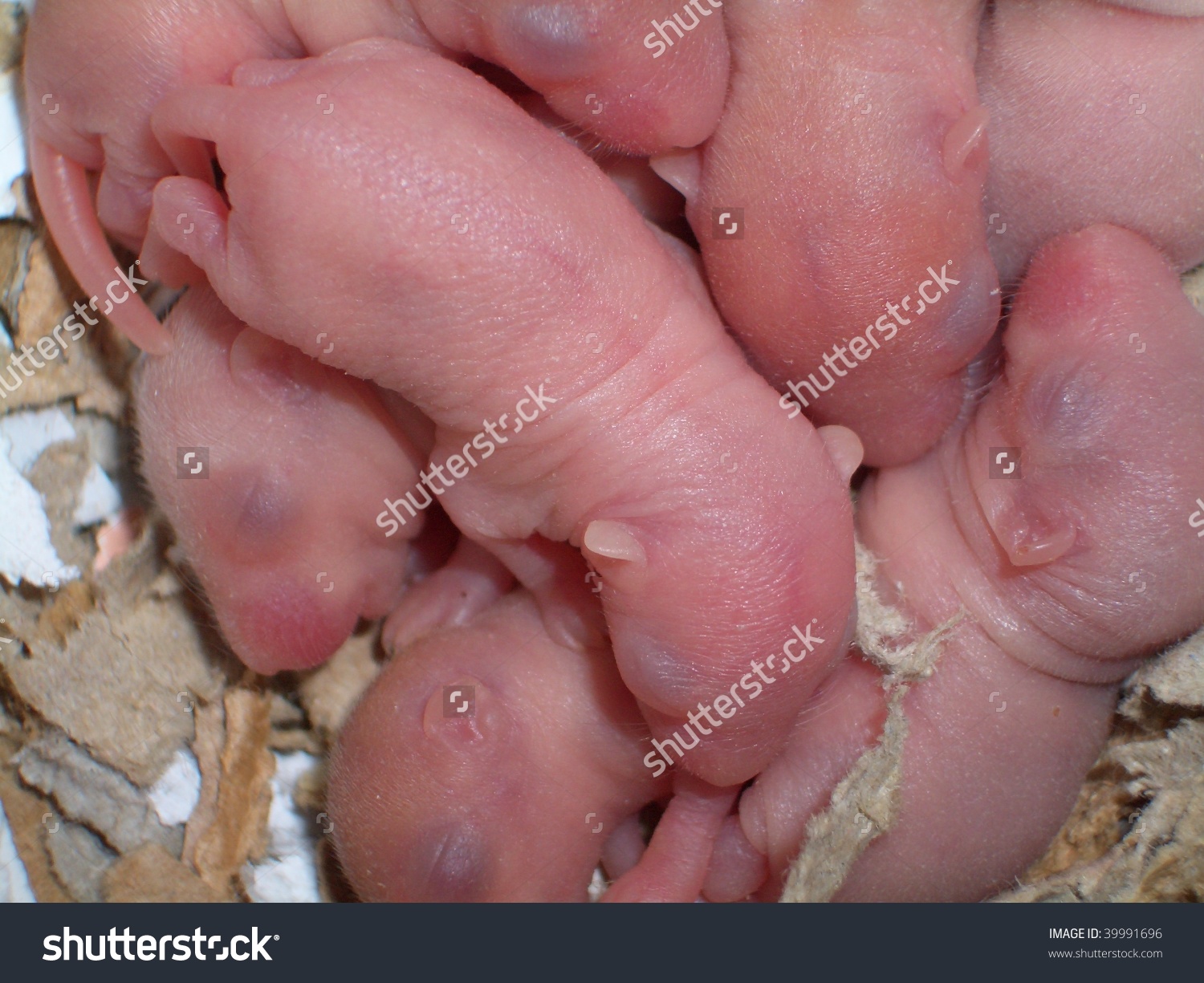 5 Day Old Baby Mongolian Gerbils (Meriones Unguiculatus) Stock.