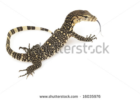 Monitor Lizard Stock Images, Royalty.