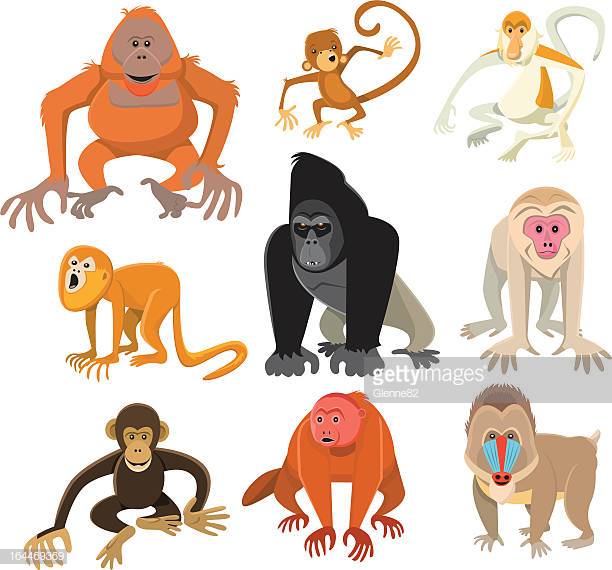 60 Top Monkey Stock Illustrations, Clip art, Cartoons.