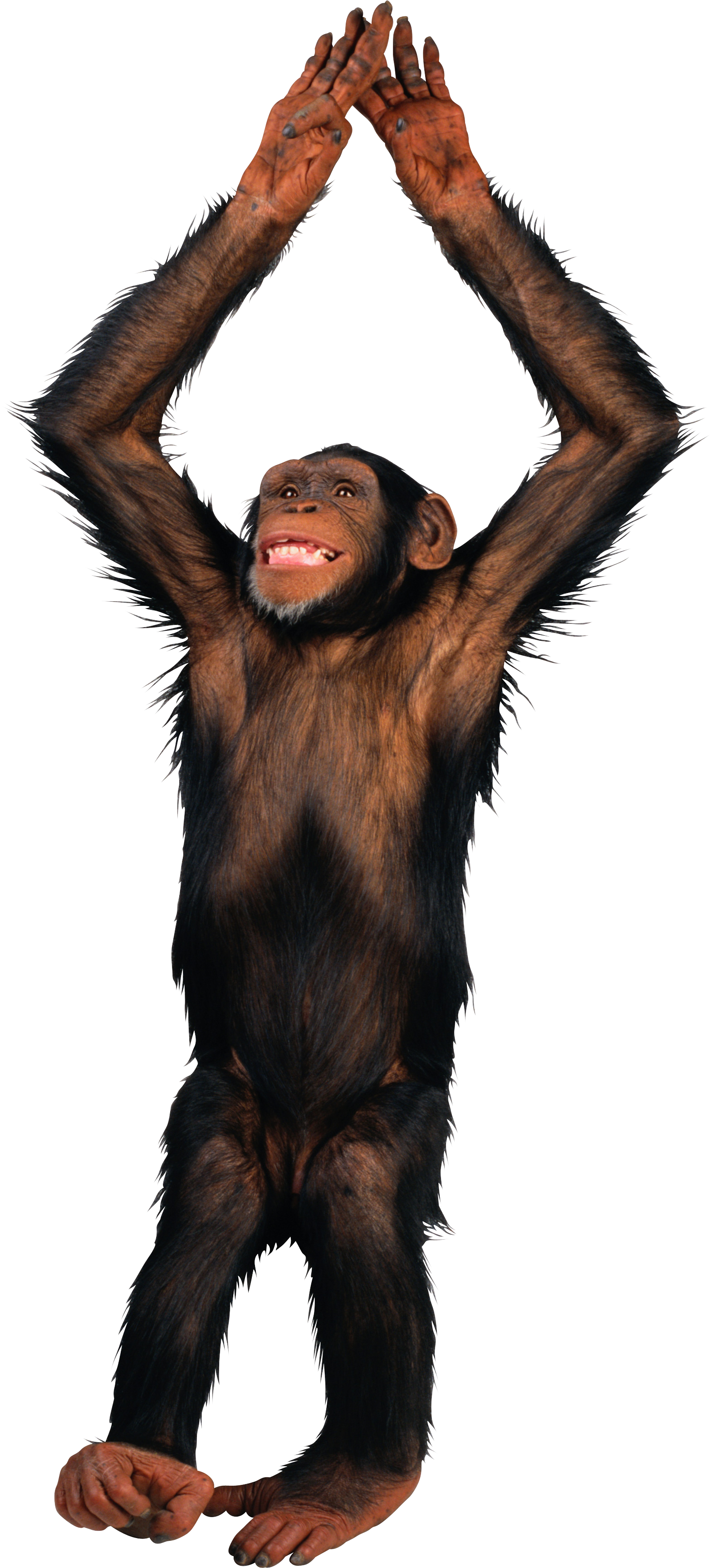 Monkey PNG images free download.