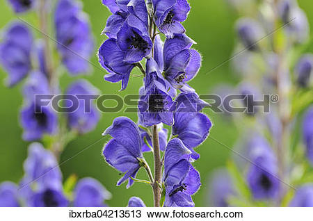 Stock Photo of Monkshood (Aconitum) with inflorescence, Germany.