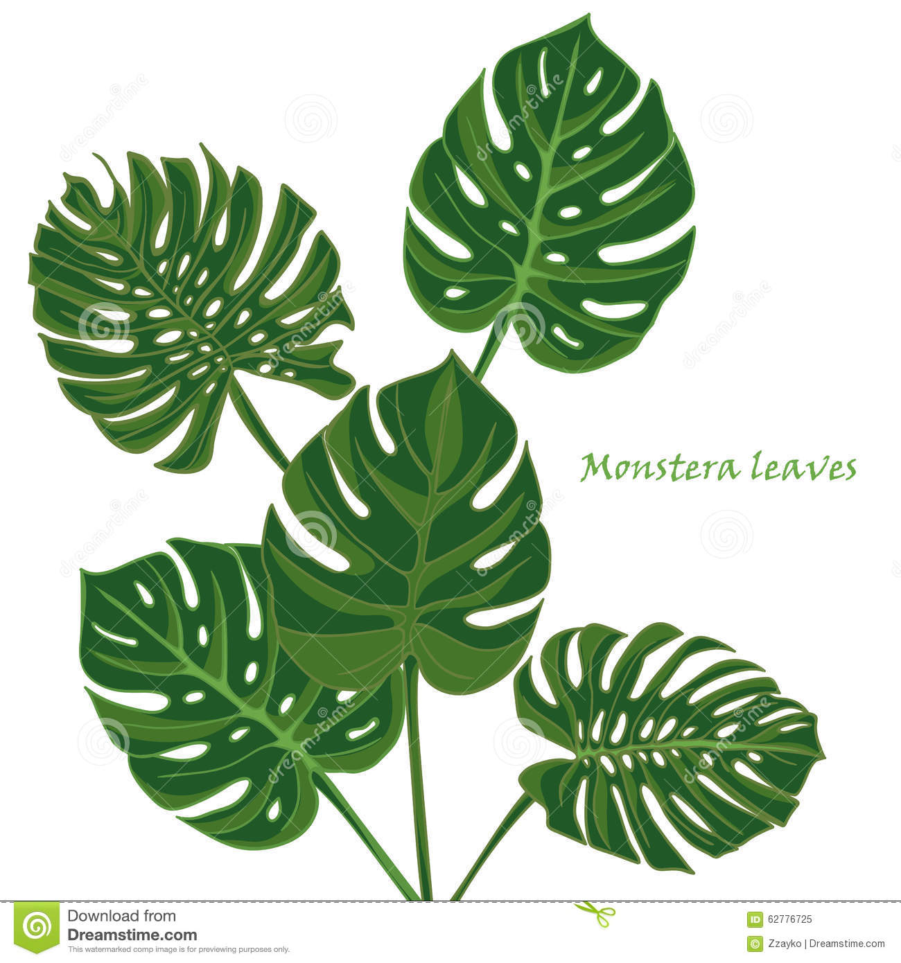 Monstera leaf clipart.