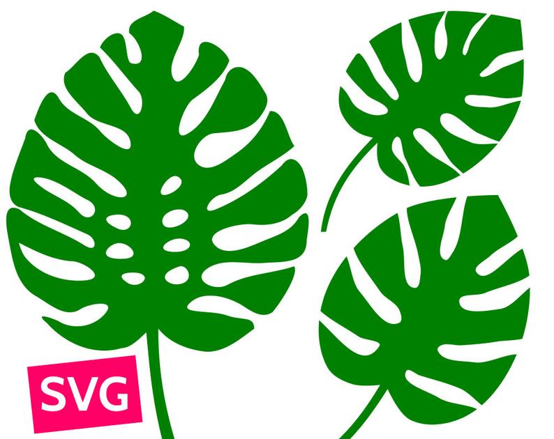 3 Monstera Leaf SVG files for Cricut, SVG Bundle Monstera leaves SVG,  Tropical leaf svg, Tropical leaves svg, Monstera svg, Monstera clipart.