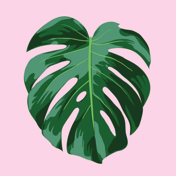 monstera leaf clipart 10 free Cliparts | Download images on Clipground 2022