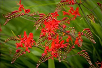Amazon.com : 10 RED LUCIFER CROCOSMIA Crocosmia Masoniorum Flower.