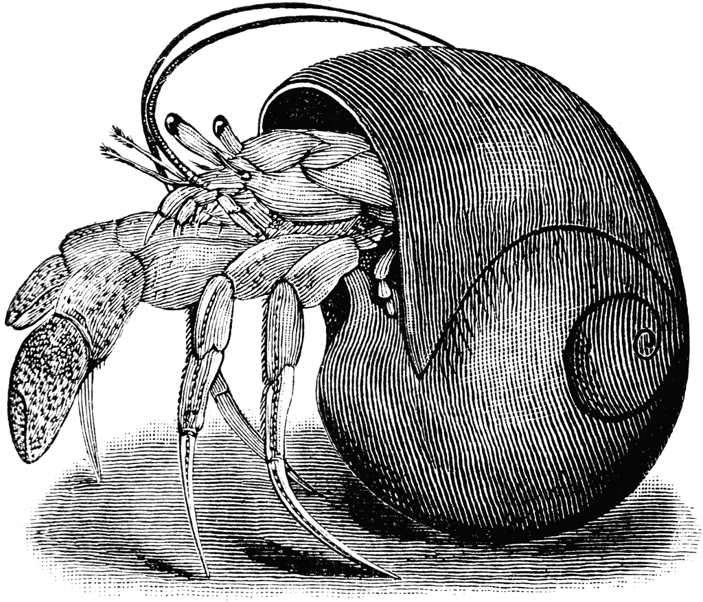 Hermit Crab.