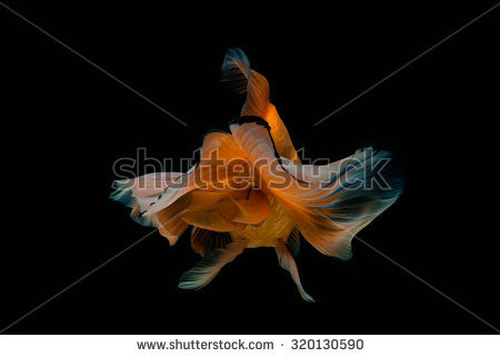 Black Goldfish Moor Stock Photos, Royalty.
