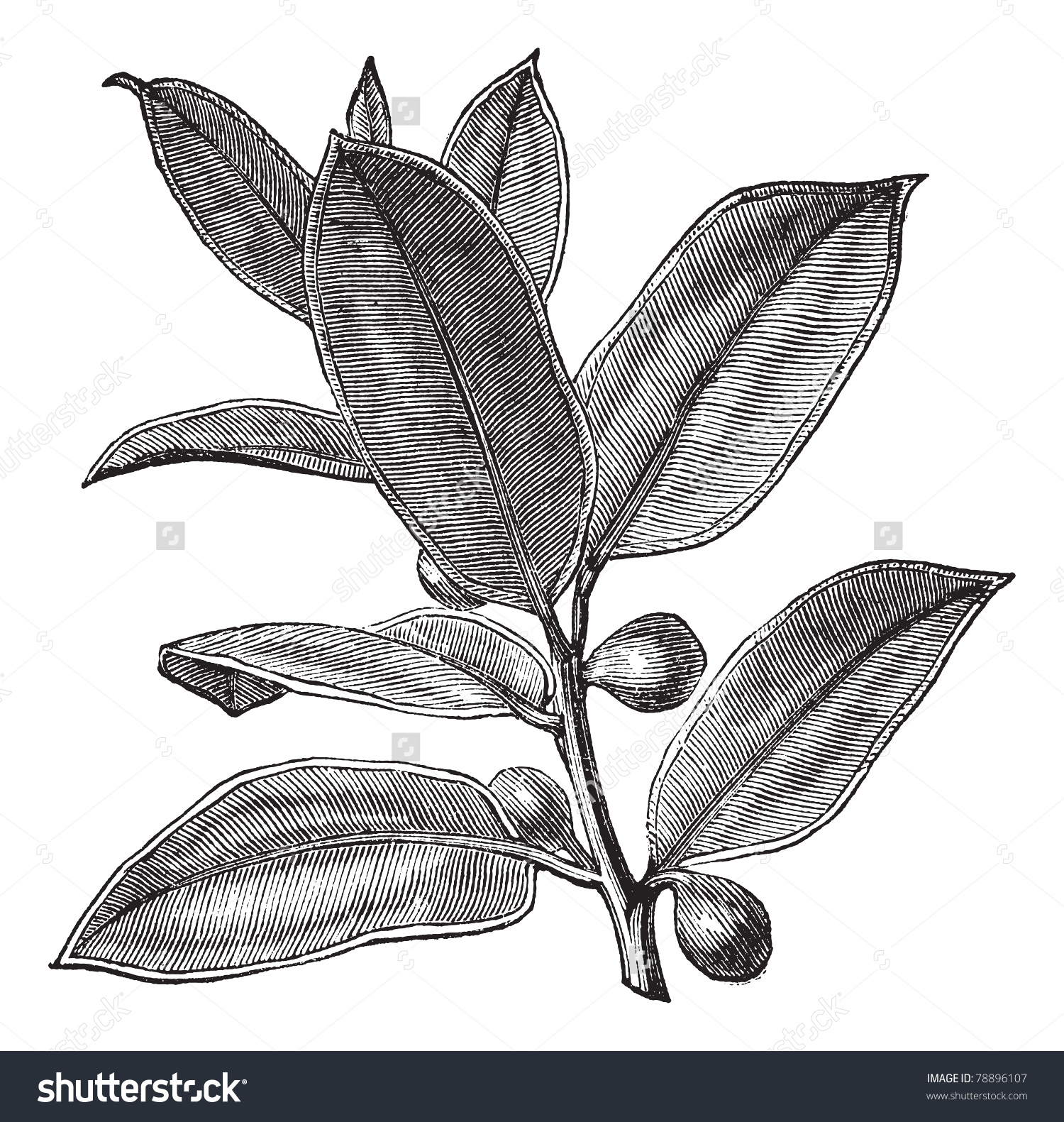 Moraceae Stock Vectors & Vector Clip Art.