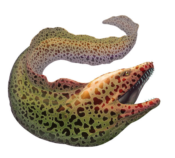 Best Moray Eel Illustrations, Royalty.