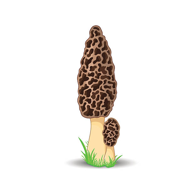 morel-mushroom-clipart-10-free-cliparts-download-images-on-clipground