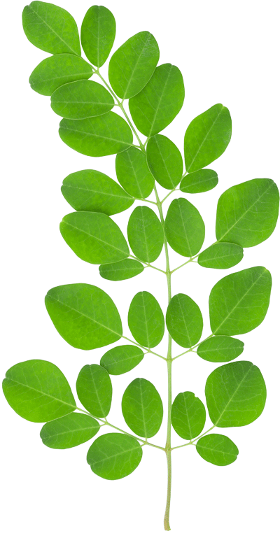 moringa leaves clipart 10 free Cliparts | Download images on Clipground