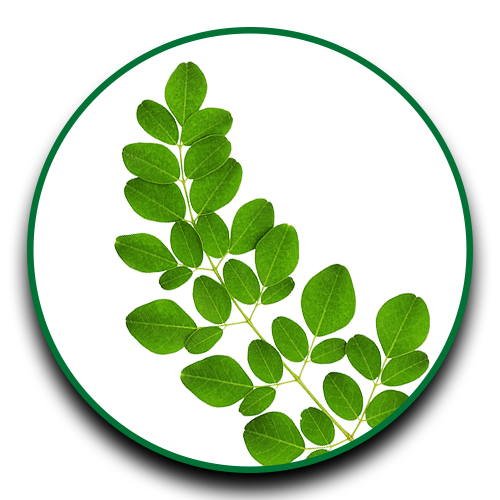 moringa leaves clipart 10 free Cliparts | Download images on Clipground