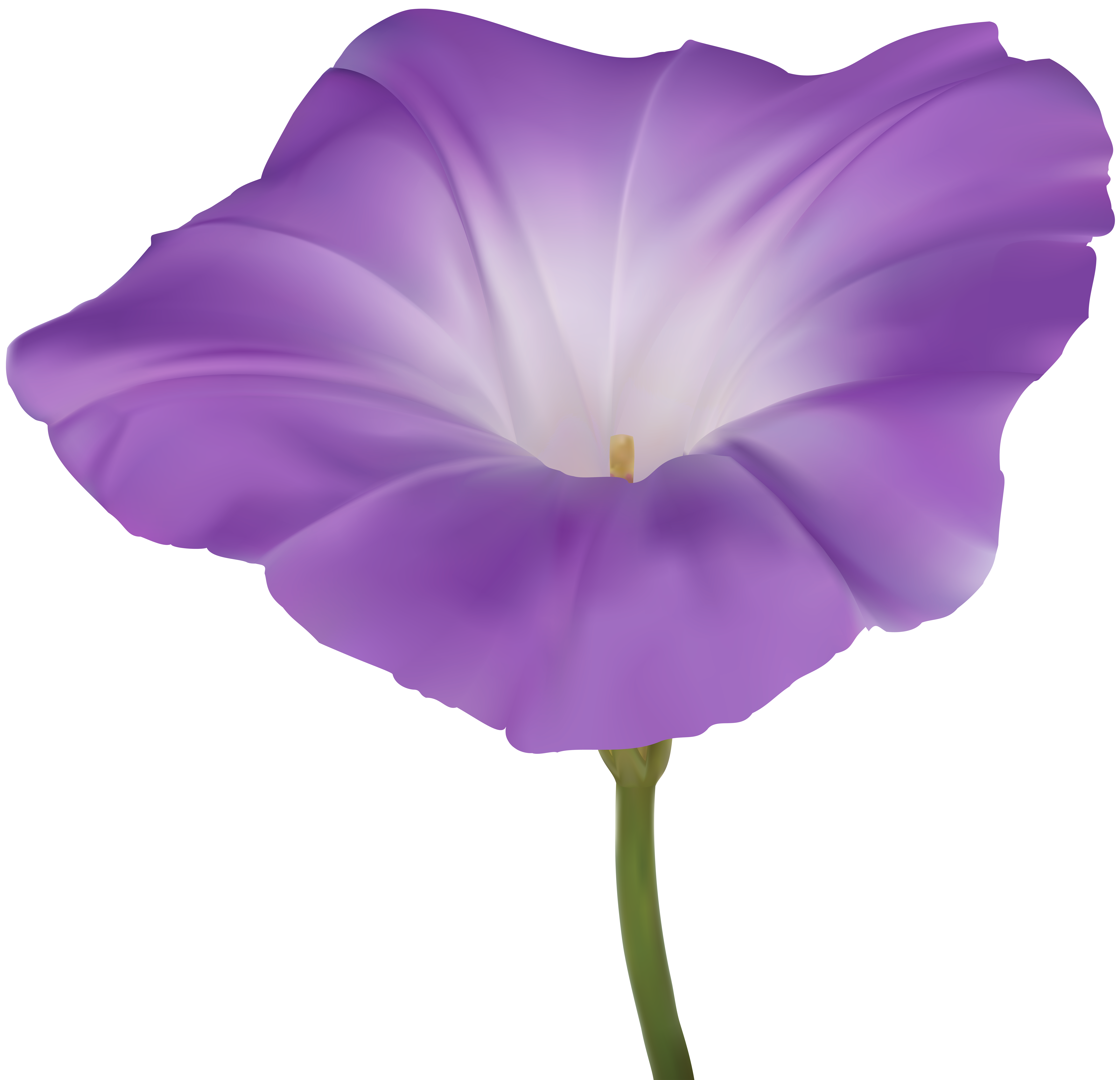 morning glory png 10 free Cliparts | Download images on Clipground 2021
