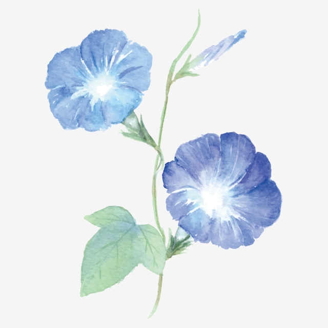 Morning Glory Png, Vector, PSD, and Clipart With Transparent.