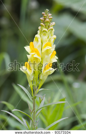 Linaria Vulgaris Banco de Imagens, Fotos e Vetores livres de.