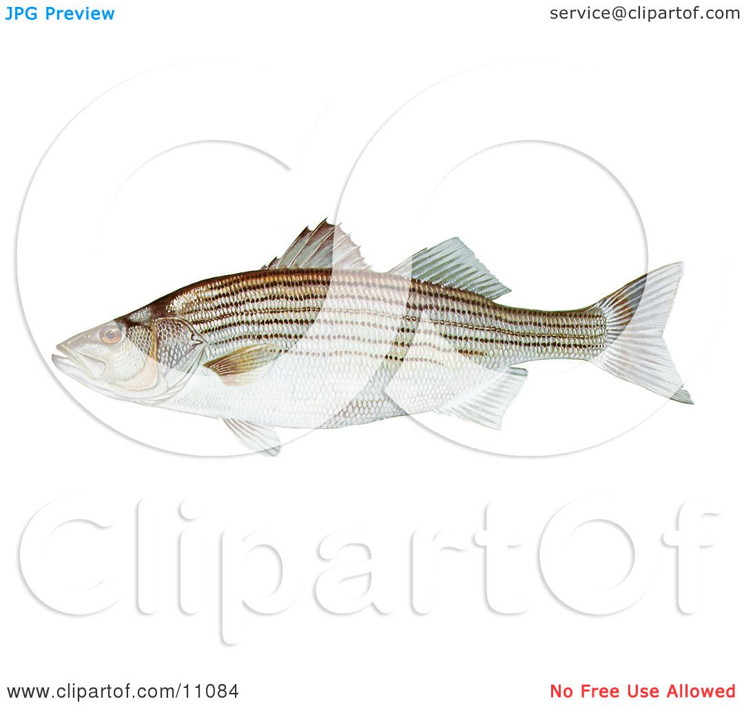 Clipart Illustration of a Striped Bass Fish (Morone saxatilis) by.