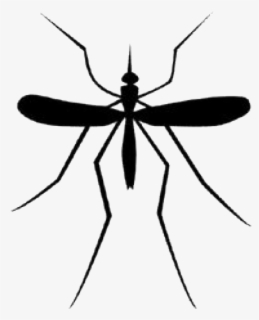 Free Mosquito Clip Art with No Background.