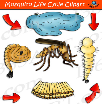 Mosquito Life Cycle Clipart.
