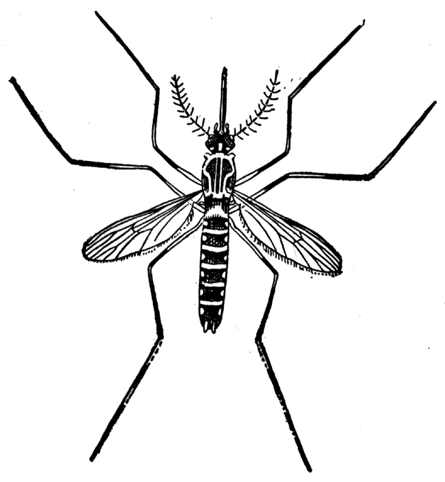 Free Mosquito Cliparts, Download Free Clip Art, Free Clip.