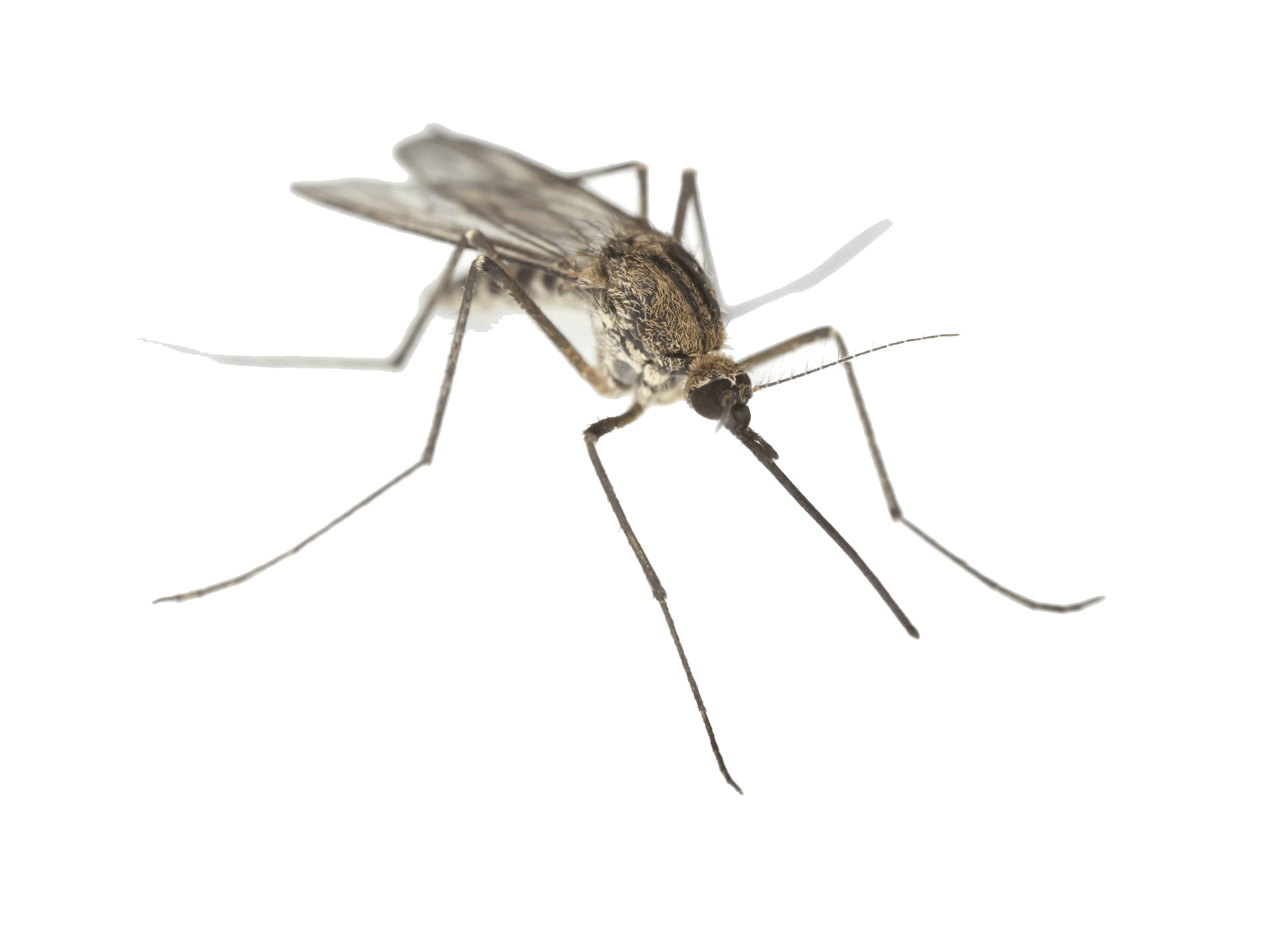 Mosquito Close Up transparent PNG.