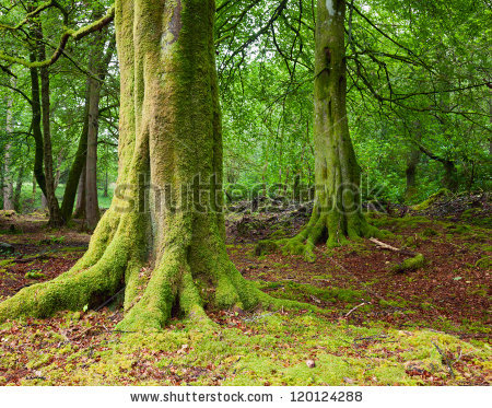 moss and tree clipart 20 free Cliparts | Download images on Clipground 2023
