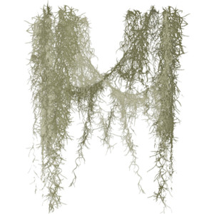 free download spanish moss