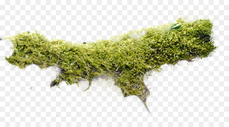 moss png 10 free Cliparts | Download images on Clipground 2022