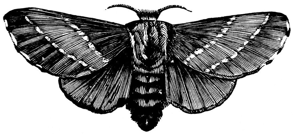 Moth Clip Art.