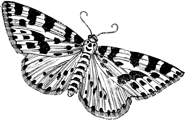 Gooseberry or Magpie Moth.