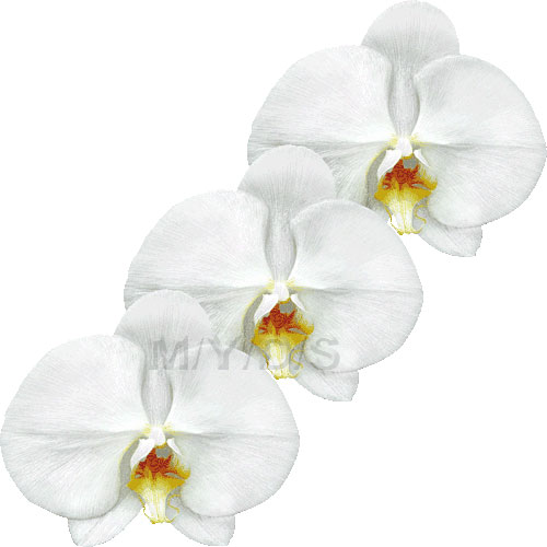 Moth Orchid, Phalaenopsis clipart / Free clip art.