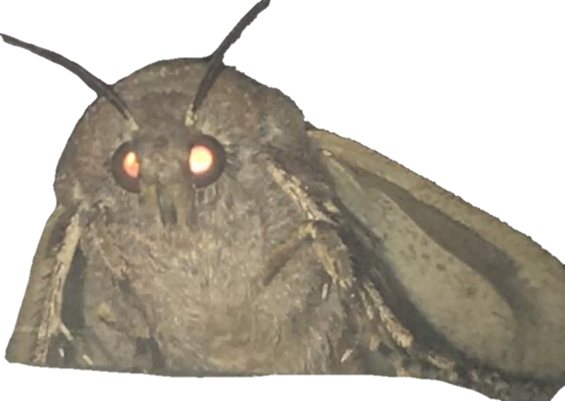 Moth PNG.