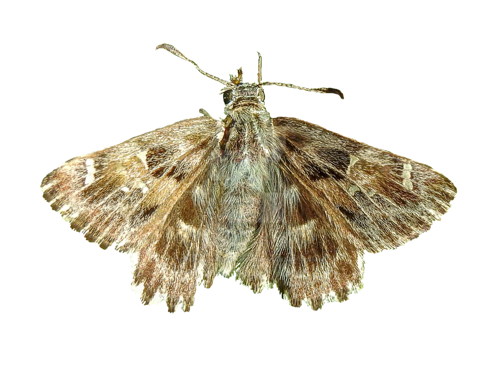 Moth PNG by Bunny.